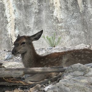red deer fawn at africam safari