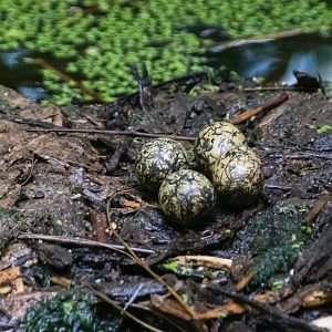 Wattled Jacana eggs