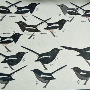 Copsychus saularis subspecies