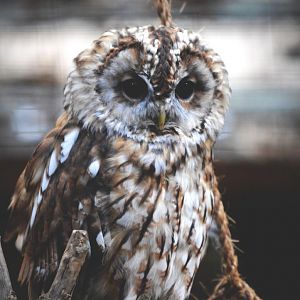 Tawny Owl