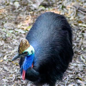 Southern Cassowary