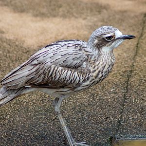 Bush Stone-Curlew