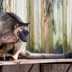 Lumholtz's Tree-Kangaroo
