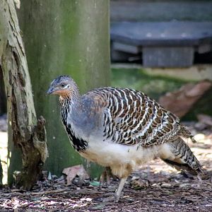 Malleefowl