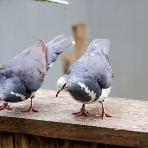 Wonga Pigeons