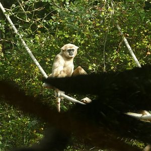 Lar gibbon, September 2022