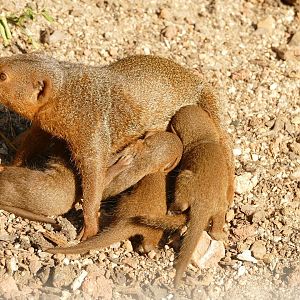 Dwarf Mongoose, September 2022