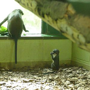 Diana monkeys, September 2022