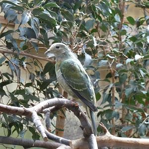 Pink-headed fruit-dove - Ptilinopus porphyreus