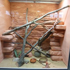 Reptile house - identification?