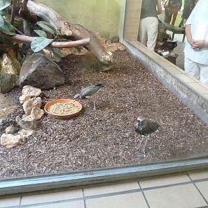 Tropenhalle (birdhouse) - Southern lapwing - Vanellus chilensis