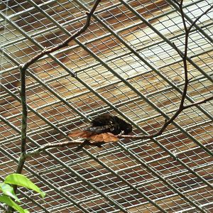 Tropenhalle (birdhouse) - Ruby-topaz hummingbird - Chrysolampis mosquitus