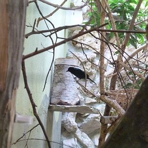 Tropenhalle (birdhouse) South America aviary - Silver-beaked tanager - Ramphocelus carbo