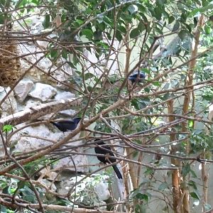 Tropenhalle (birdhouse) - South America aviary - A bunch of rarities