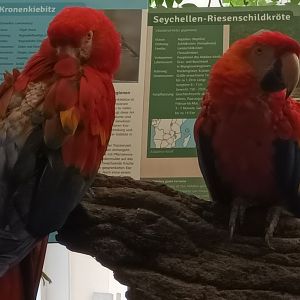 Scarlet Macaws