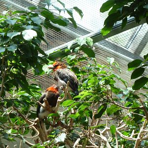 Tropenhalle (birdhouse)- Brown-breasted barbet - Pogonornis melanopterus