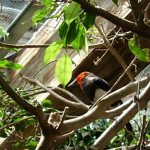 Tropenhalle (birdhouse) - Brown-breasted barbet - Pogonornis melanopterus