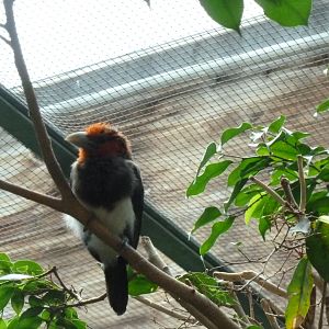 Tropenhalle (birdhouse) - Brown-breasted barbet - Pogonornis melanopterus