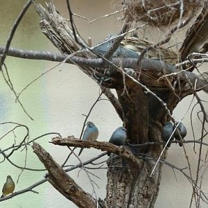 Tropenhalle (birdhouse) - Lavender waxbill - Glaucestrilda caerulescens