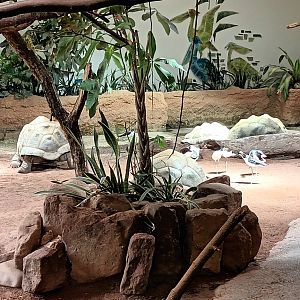 Giant Tortoise/Shorebird Enclosure
