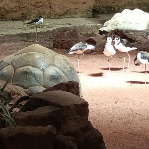 Aldabra giant Tortoise and Black naped Stilts