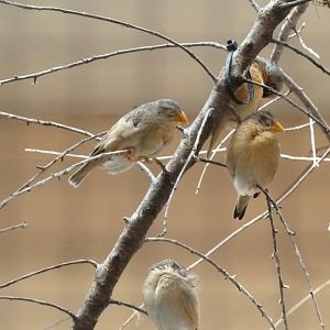 Tropenhalle (birdhouse) Africa aviary - species identity?
