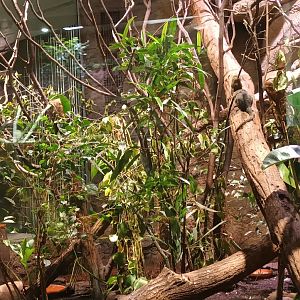White eared Conure, Crimson bellied Conure and Pygmy Marmoset Enclosure
