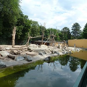 Forest buffalo and hamadryan baboon mixed enclosure