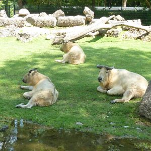 Shensi takin - Budorcas taxicolor bedfordi