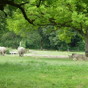 Afrika panorama - Southern white rhino