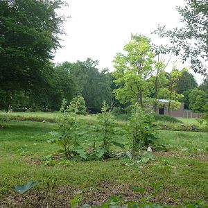Afrika panorama with giraffe building in the background