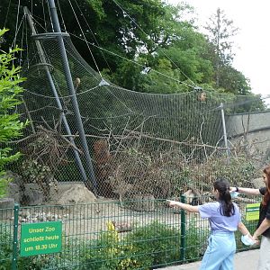 Bearded capuchin aviary