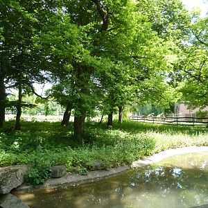 Afrika panorama - Southern ground hornbill - Bucorvus leadbeateri