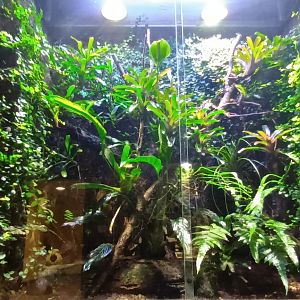 Poison dart Frog Habitat