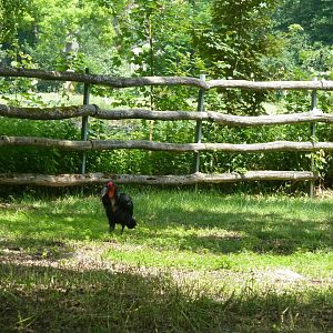 Afrika panorama - Southern ground hornbill - Bucorvus leadbeateri