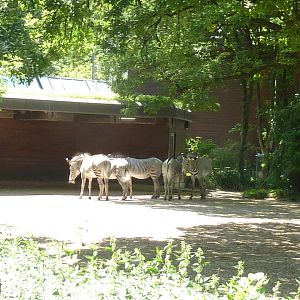 Afrika panorama - Grèvy zebra - Equus grevyi