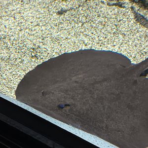 Smooth back river Stingray
