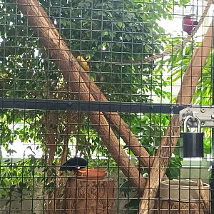 Hill Mynah and Purple naped Lorikeet Aviary