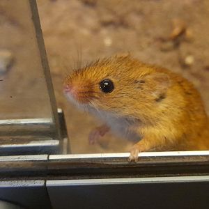 Eurasian harvest mouse (Micromys minutus)