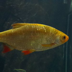 Common rudd (Scardinius erythrophthalmus)