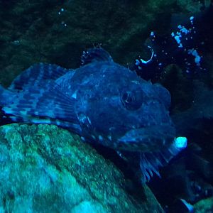 Shorthorn sculpin (Myoxocephalus scorpius)