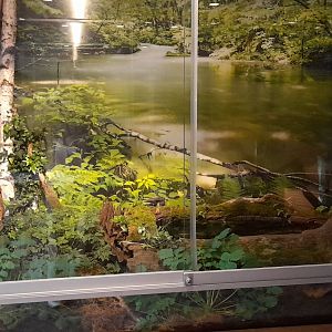 European tree frog terrarium