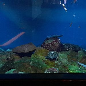 Round goby and Shorthorn sculpin aquarium