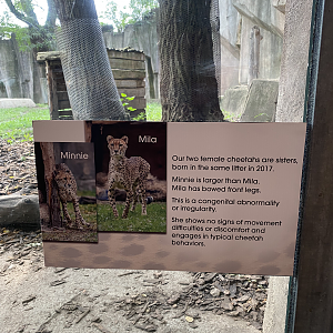 Description about the cheetahs