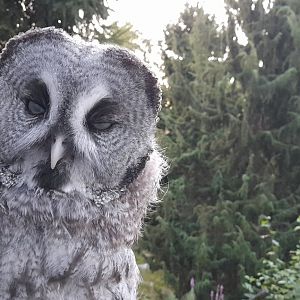 Eurasian great grey owl (Strix nebulosa lapponica)