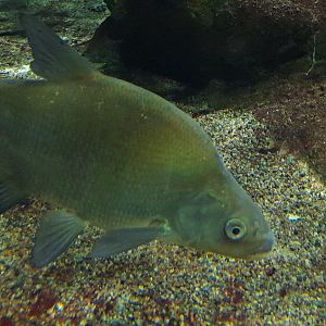 Common bream (Abramis brama)