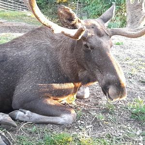 European elk (Alces alces alces)