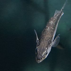 Three-spined stickleback (Gasterosteus aculeatus)