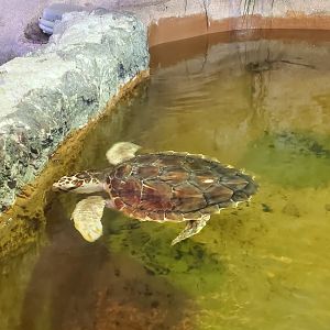 MODS - Loggerhead Sea Turtle