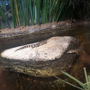 MODS - Baby Alligators